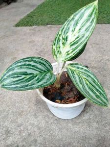 Philo, Pothos,Aglo N Begonia Combo Offer