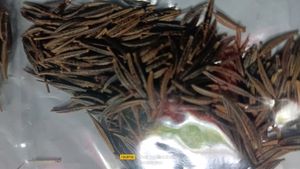 Colourful Sunflower Seeds