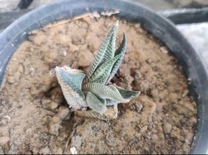 Haworthia Plant (Zebra Aloe)