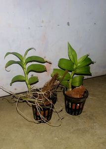 Orchid Dendrobium Apphylum