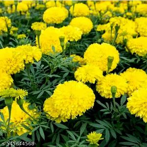 Marigold Floral Pattern