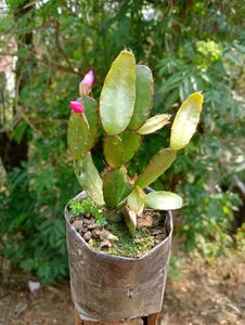 Zygo Or Christmas Cactus