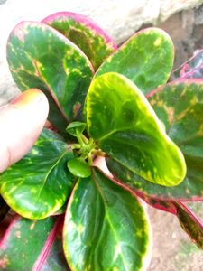 New Croton Variety