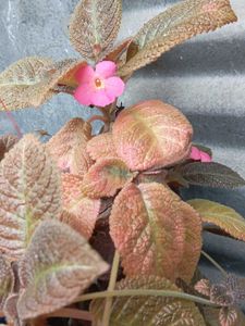 Episcia Plant