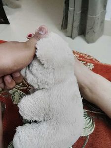 Cute Teddy Bear