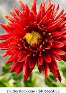 Colourful Chandramallika Live Plant...Pack Of 4