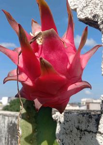 Dragon Fruit Cuttings