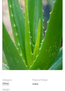 Fresh Alovera Leaves