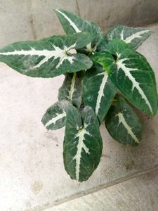 Dieffenbachia N Snygonuim Combo