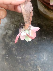 Home Plant