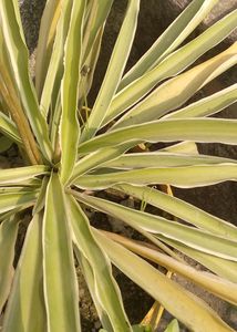 Spider Plant And Aparajhita Seeds