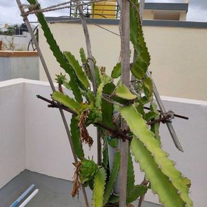 Dragon Fruit Plant Stem