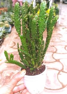 Plant Combo Offer