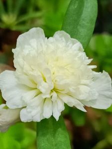 Sindrella &amp; Moss Rose Cuttings