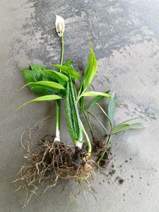 Combo 5 Live Plants