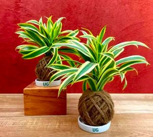 5 Rare Variety Of Plants
