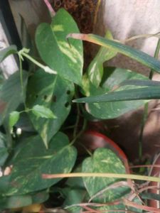 Money Plant Cutting For Sell