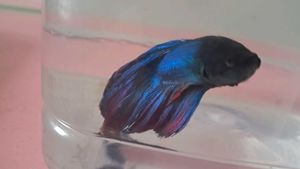 Beautiful Blue Moon Betta Fish In Container