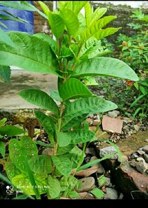 Pack 2 Kumuban Guava &amp; syngonium Plants