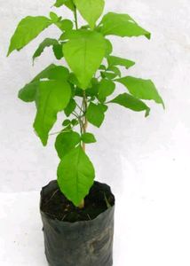Bilva Patra With White And Yellow Hibiscus  Plant