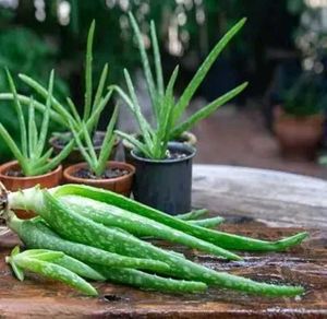 Live Aloe Vera Plant