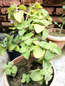 Combo (Ajwain Plant Cutting + Sadabahar Plan