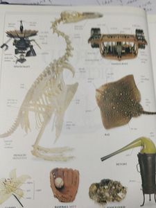 Illustrated Oxford Dictionary - Dorling Kindersley