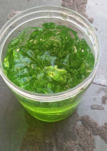 Best Quality Aloevera Gel