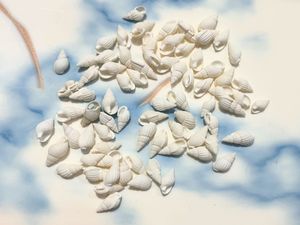 Small Shell