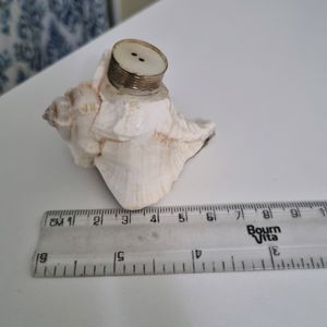 Sea Shell Salt &amp; Pepper Shakers (Display Only)