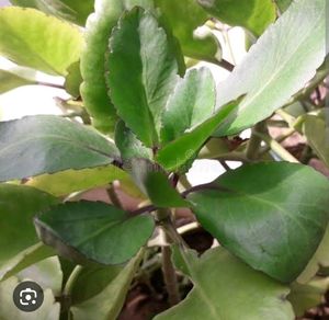 Patthar Chatta Plant Cutting/Leafs Cutting Only
