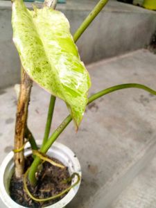 sets of plants offer