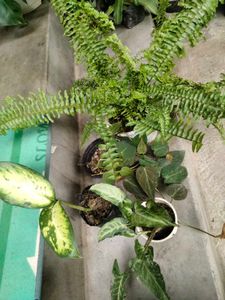 Boston Fern Plant