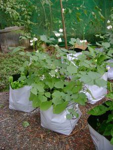 Sony Cybershot Dsc S500 Digital Camera