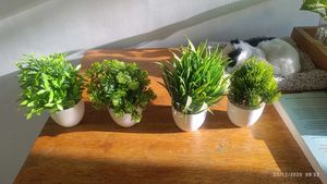 Artificial Plants (Set of 5)