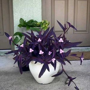 Purple Heart Plant Cuttings