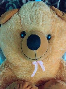 Teddy Bear 🐨
