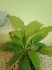 Peace Lily Plant Indoor Plan