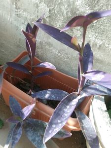 Purple Heart Plant Cuttings