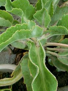 Kalanchoe gastonis bonnieri plant