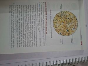 BD Chaurasia&#39;s Anatomy Handbook
