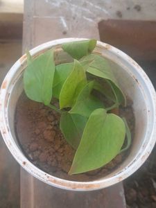 Real Rooted Pothos Plant Saplings, 5 in one