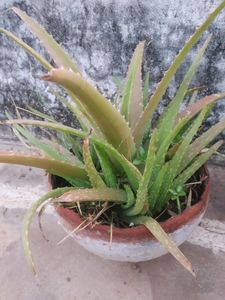 Aloevera Plant