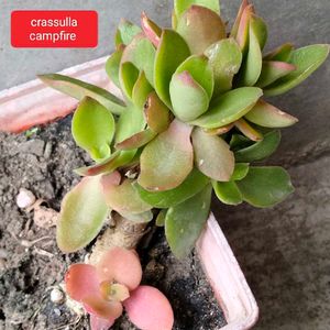 Succulent and Cactus Assortment