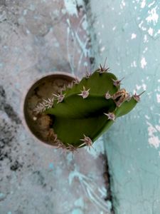 Fairy Castle Cactus
