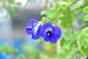 Aprajita 3 Plants Combo
