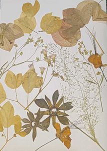 Driet Flowers And Leaf