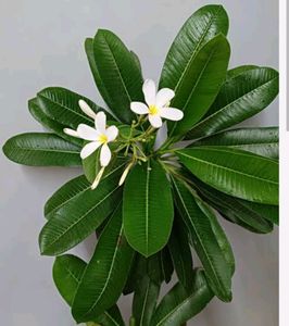Champaplant/Magnolia champaca/Champak Ste
