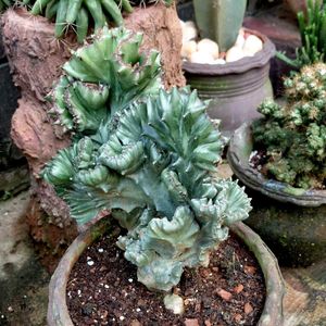 assorted cactus 🌵