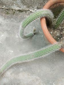 Rare Antique overgrown #Cactus Plant #nagphani